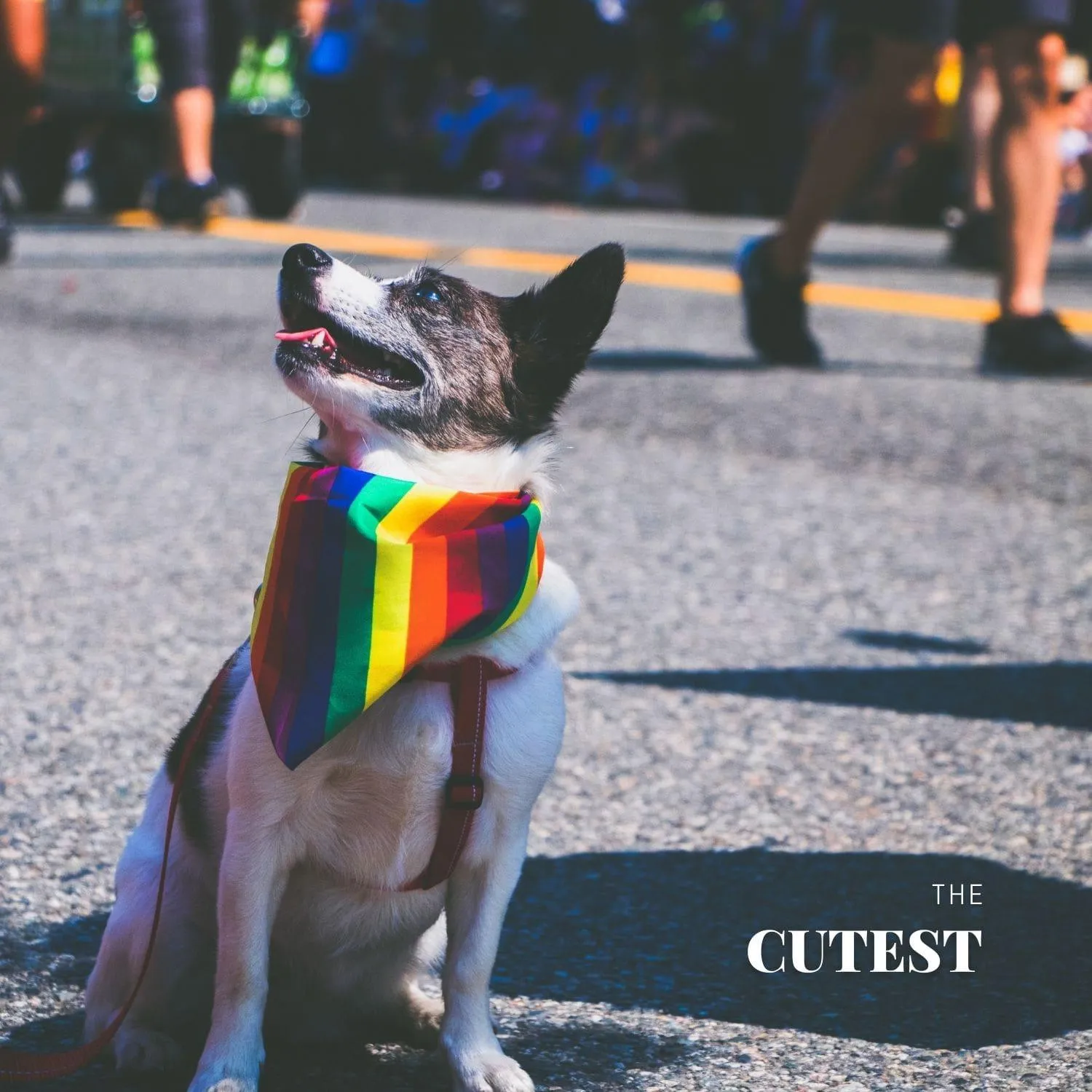 Pride Bandana